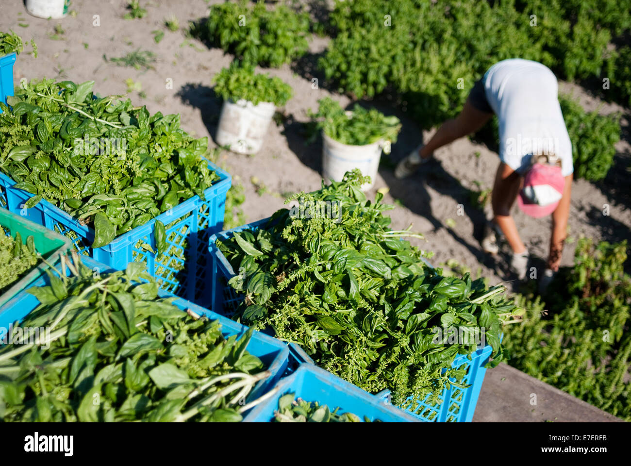 Young female farmer working on organic basil fields. Baskets full of fresh, organic basil in foreground. Stock Photo