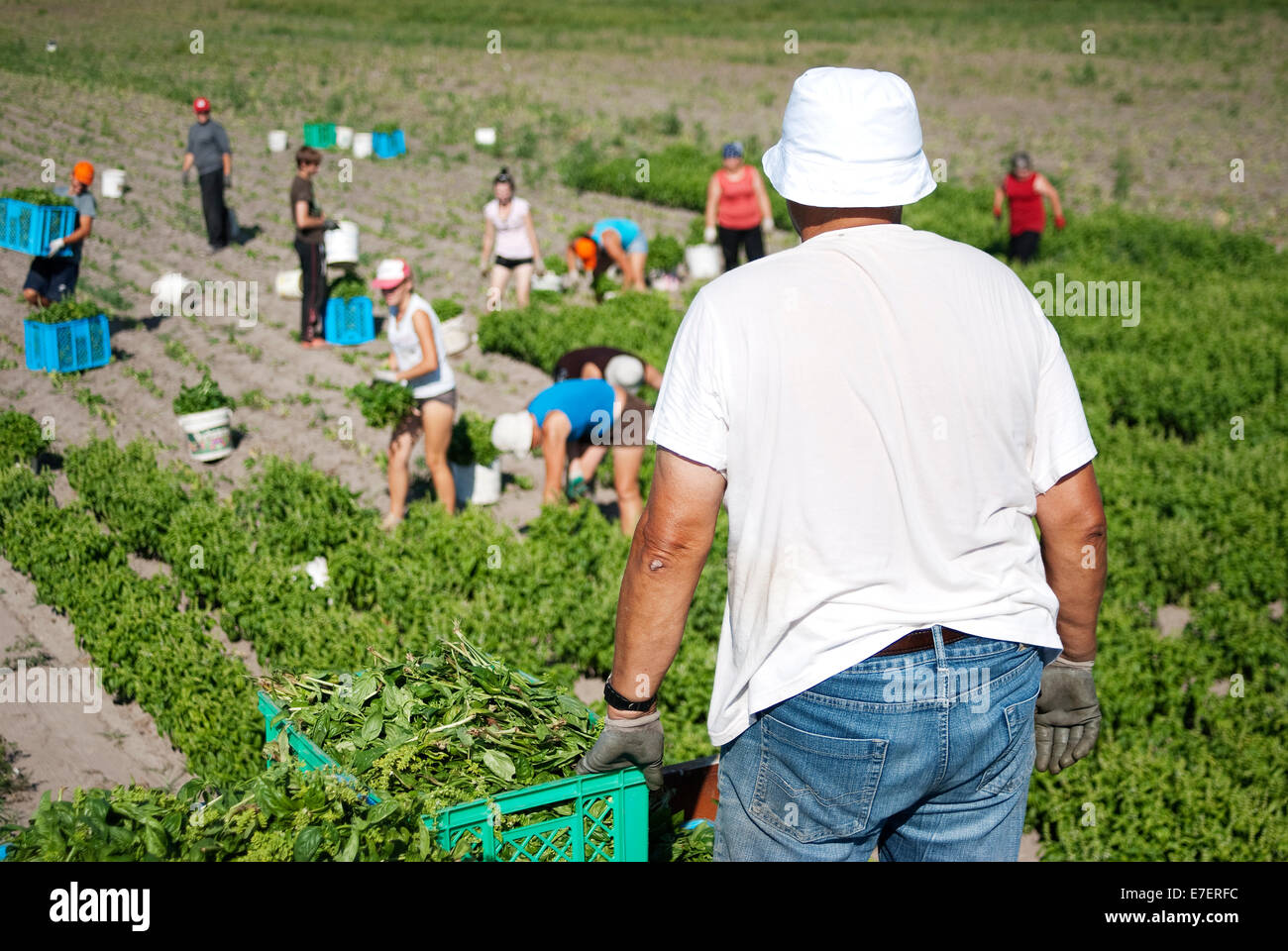 Senior farmer in foreground is looking on group of working farmers in the background. Organic plantation of basil. Stock Photo