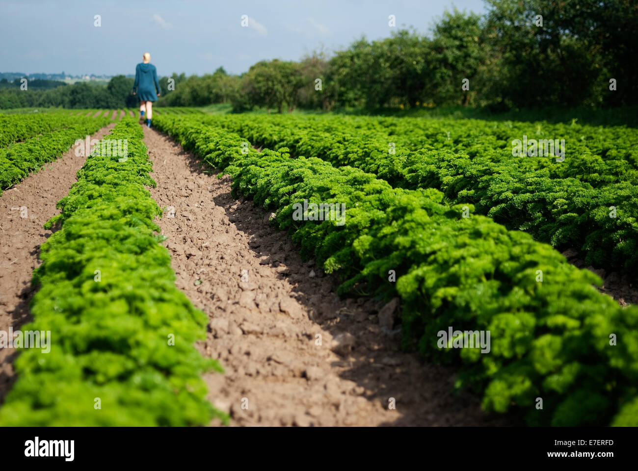 Young female farmer walks through parsley field. Organic plantation. Stock Photo