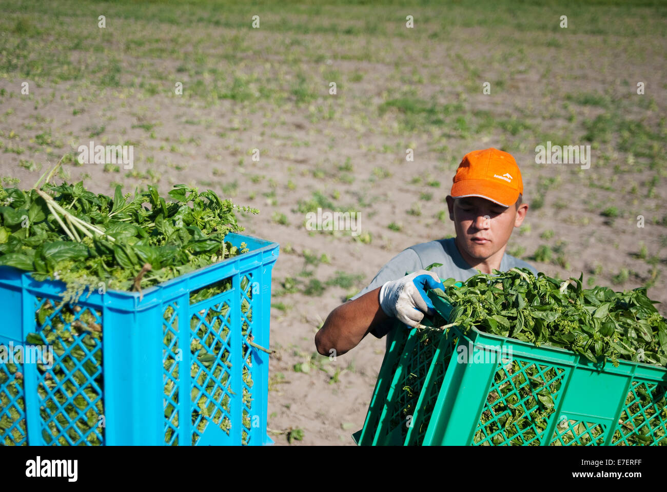 Young male farmer raises basket full of basil. Harvest time on organic plantation. Stock Photo