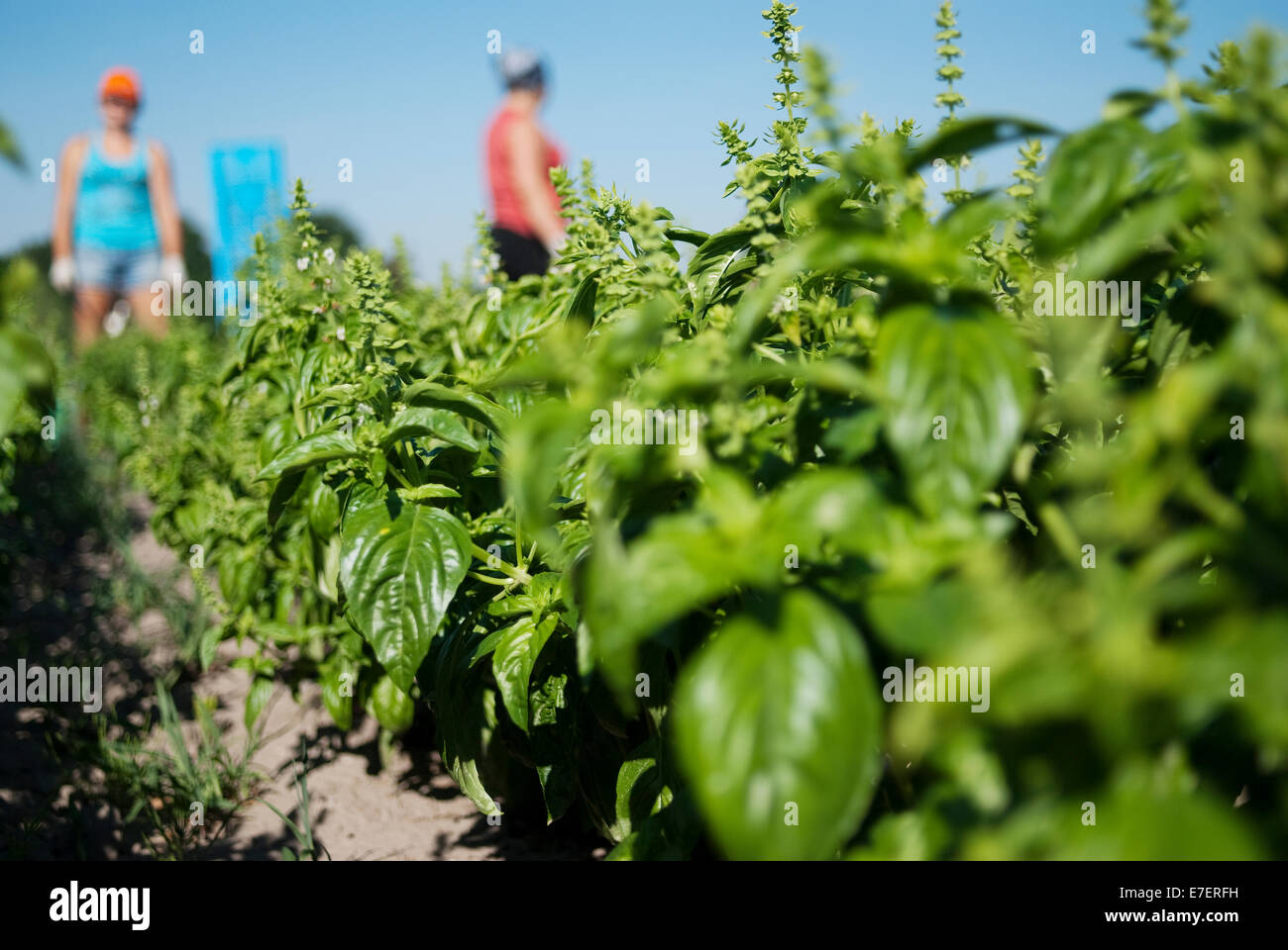 Farmers working on organic plantation. Harvest time. Stock Photo