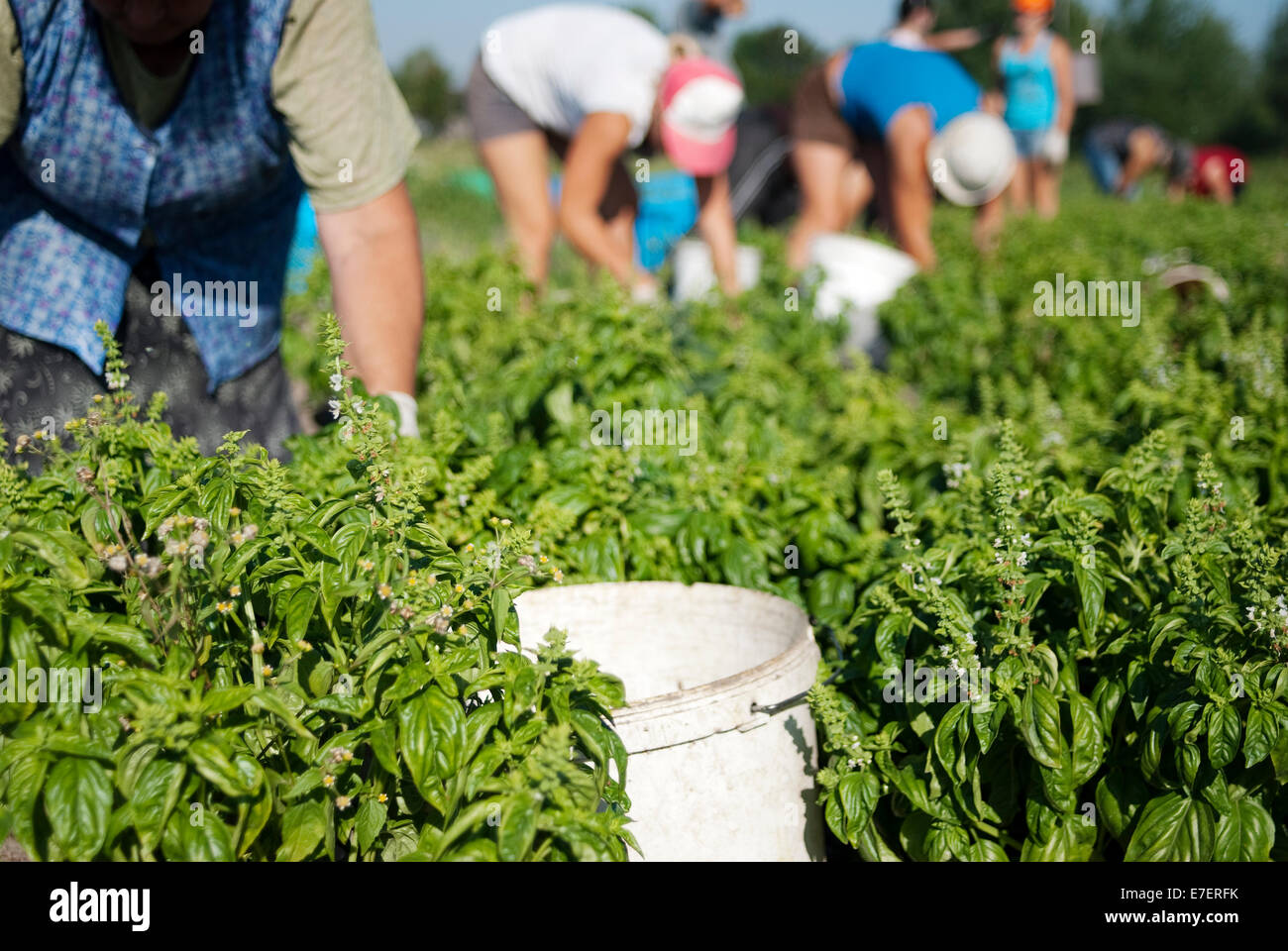 Farmers working on organic plantation of basil. Harvest time. Stock Photo