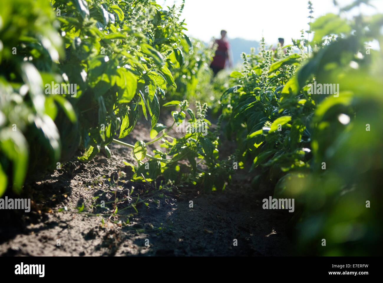 View through patches of basil. Blured person in te background. Organic plantation. Stock Photo