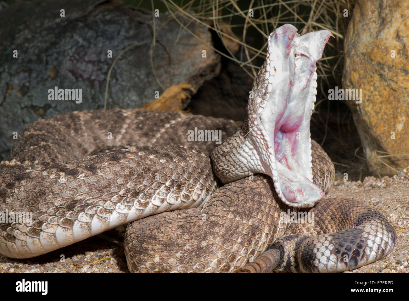 Western Diamondback Rattlesnake Crotalus atrox Tucson, Pima County, Arizona, United States April      Adult with mouth open and Stock Photo