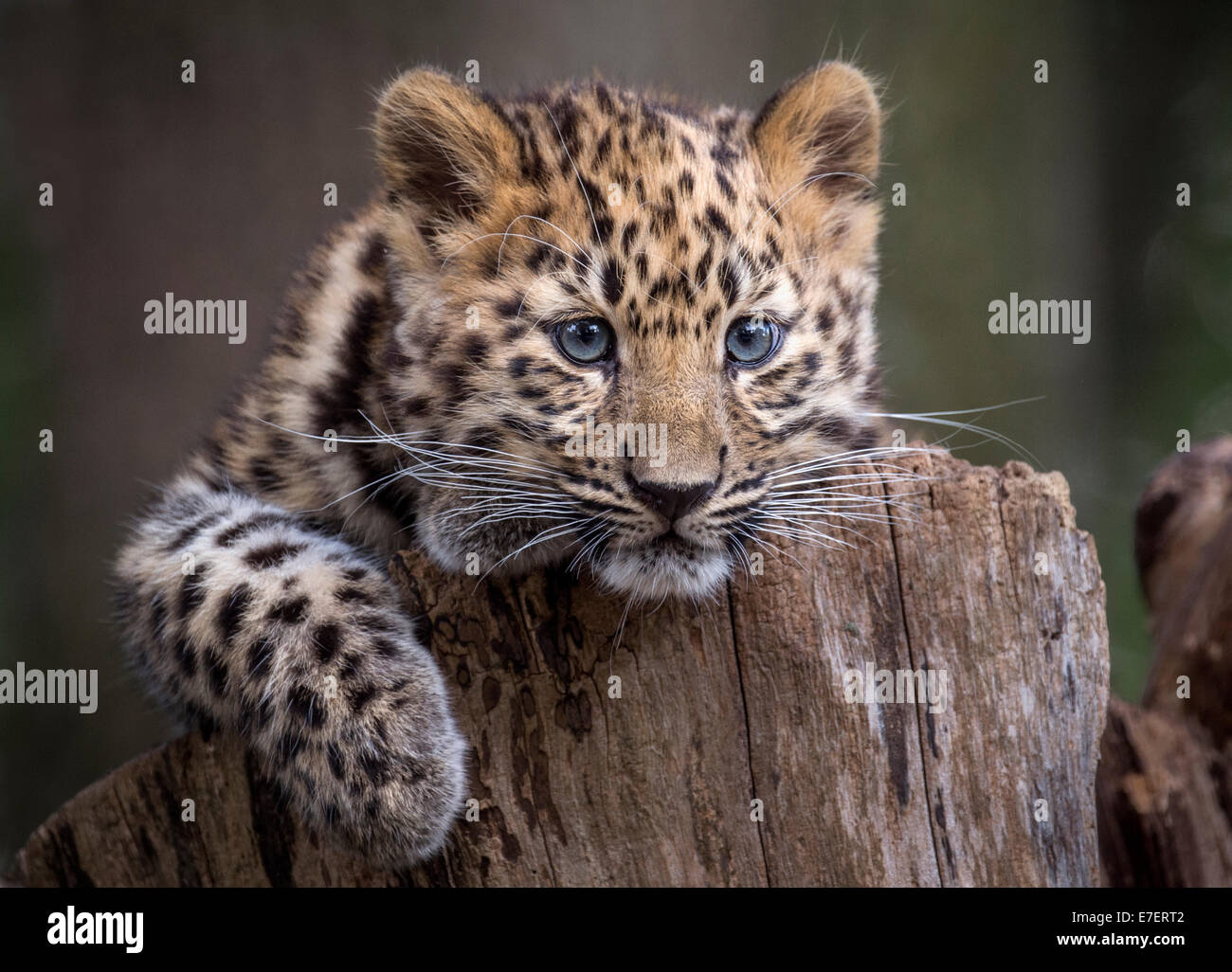 Female Amur leopard cub on tree stump Stock Photo