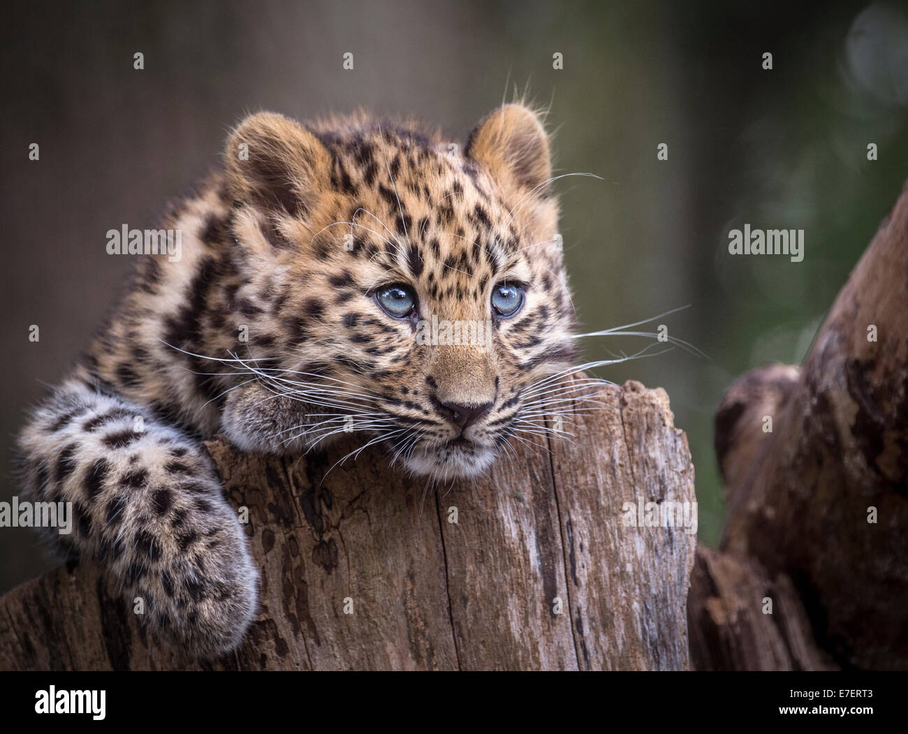 Female Amur leopard cub on tree stump Stock Photo