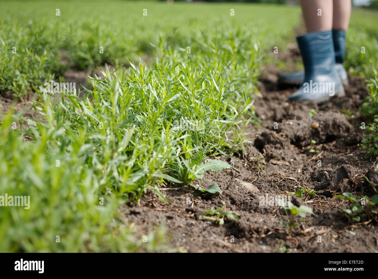 Young female farmer standing in boots on tarragon field. Organic plantation. Stock Photo