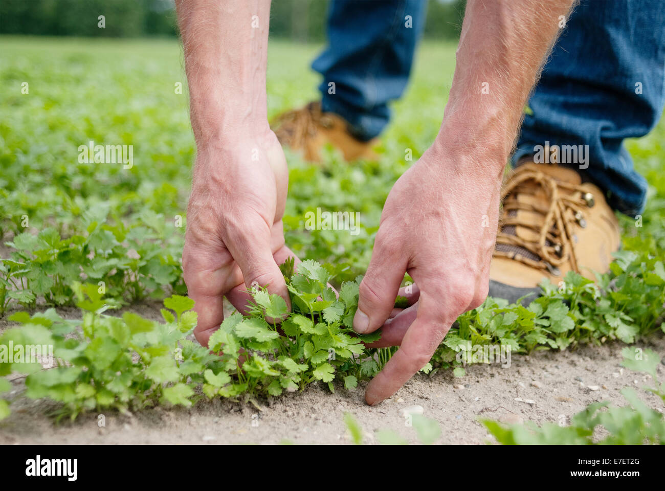 Farmer holding parsley on organic plantation. Stock Photo