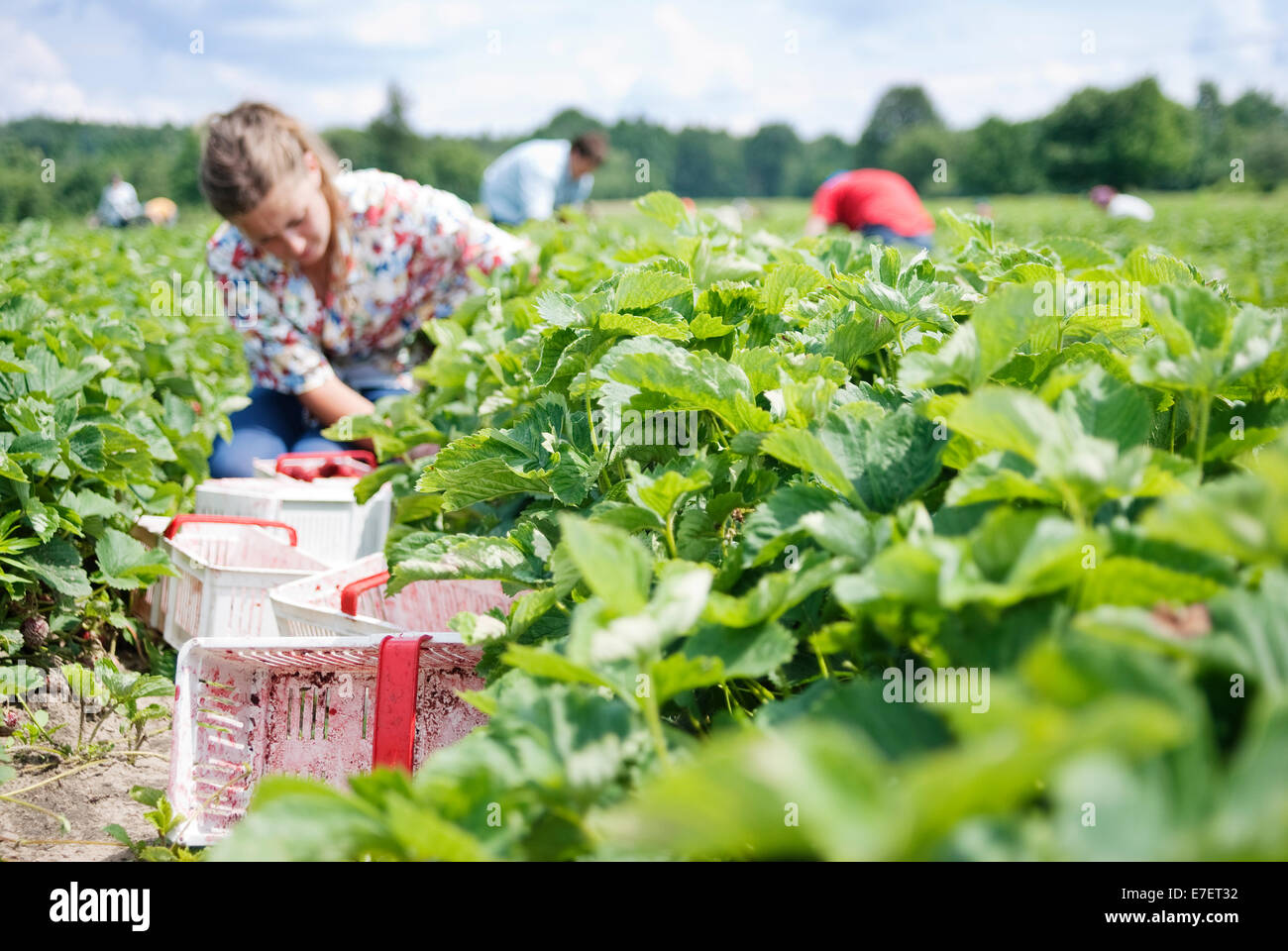Young male farmer picking strawberries on organic plantation during harvest time. Stock Photo