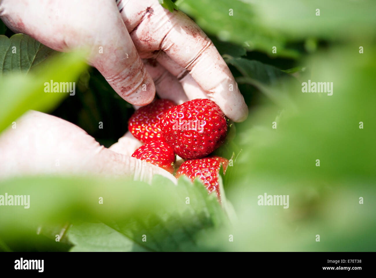 Farmer picking fresh strawberries on organic plantation during harvest time. Hands holding fresh strowberries. Stock Photo