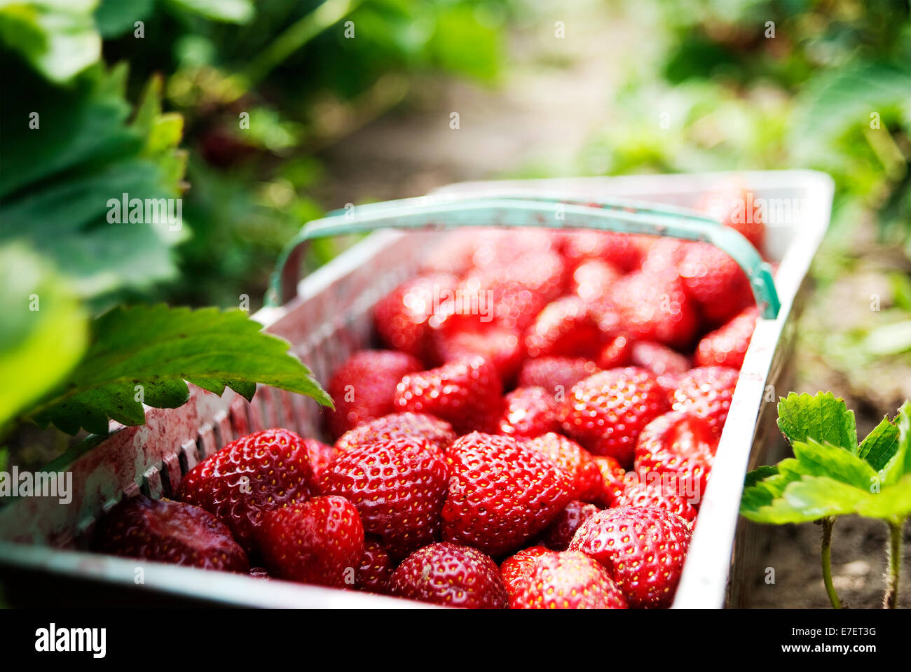 Basket full of freshly picked strawberries laying on the ground on organic plantation. Stock Photo