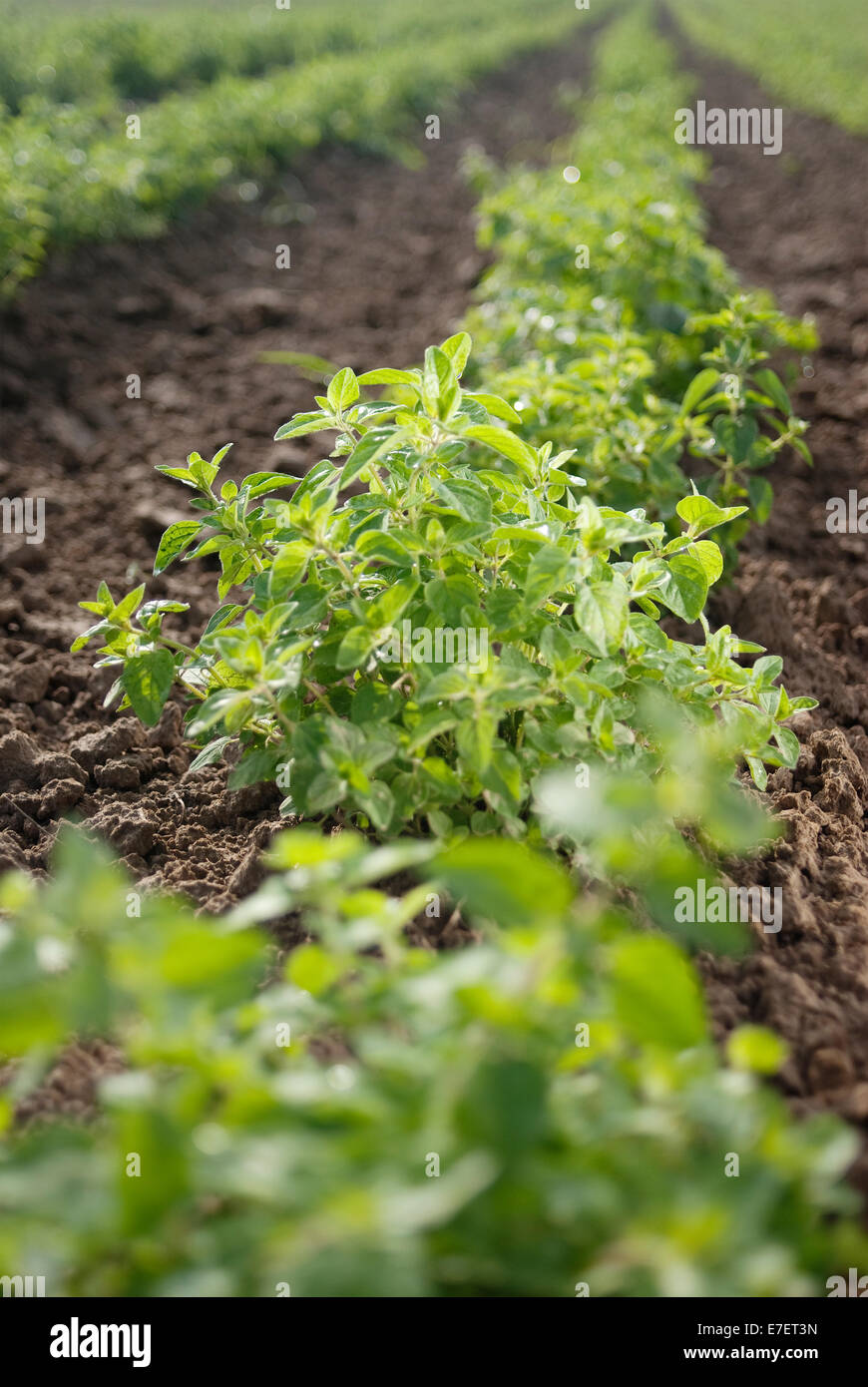 Row of young plants of organic basil. Stock Photo