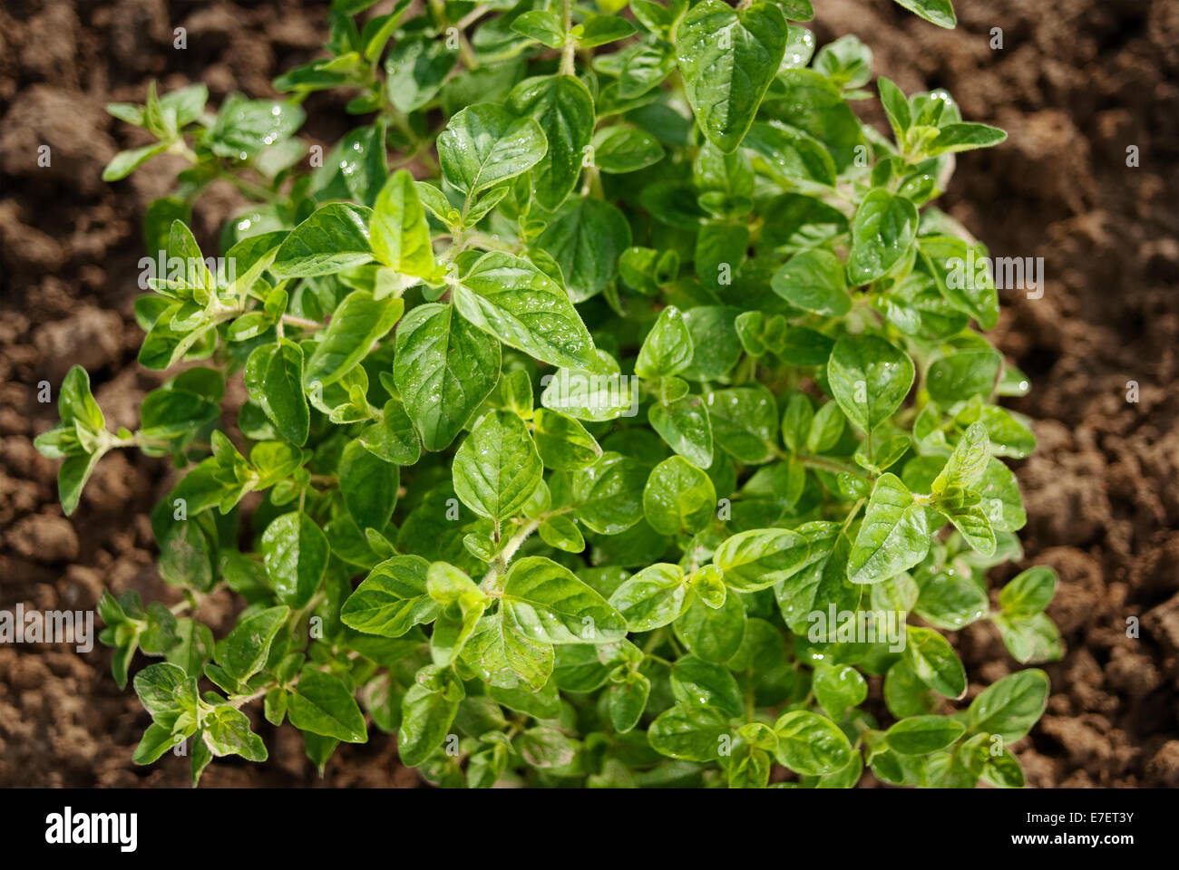 Young plant of organic basil. Stock Photo