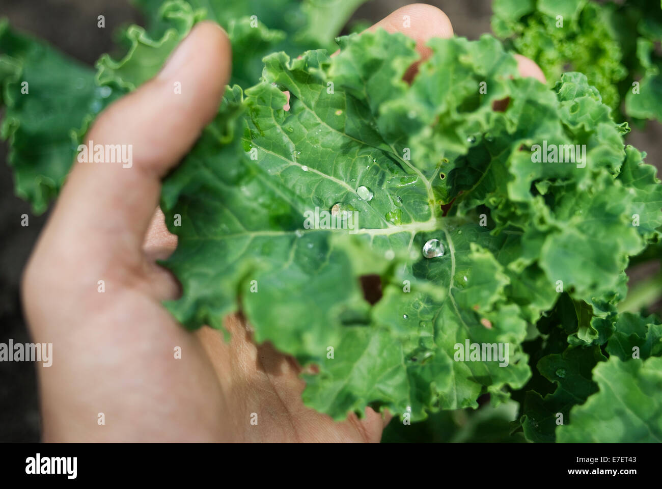 Farmer holding young broccoli leaf. Organic plantation. Hands only. Stock Photo