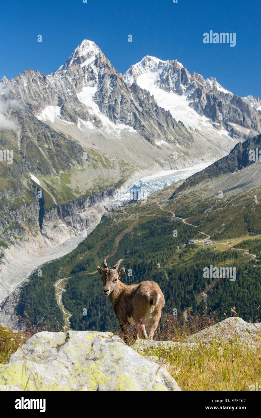 Ibex, Capra ibex on the Aiguille rouge above Chamonix, France, in front of the rapidly retreating Argentiere glacier. Stock Photo