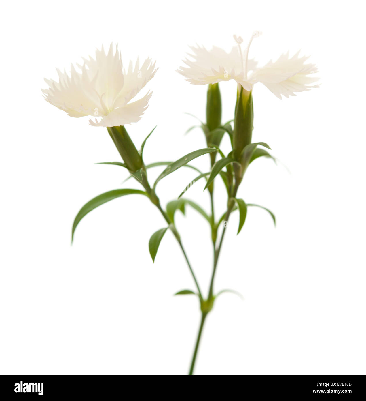 Dianthus chinensis, China pink of Chinese carnation, isolated on white Stock Photo