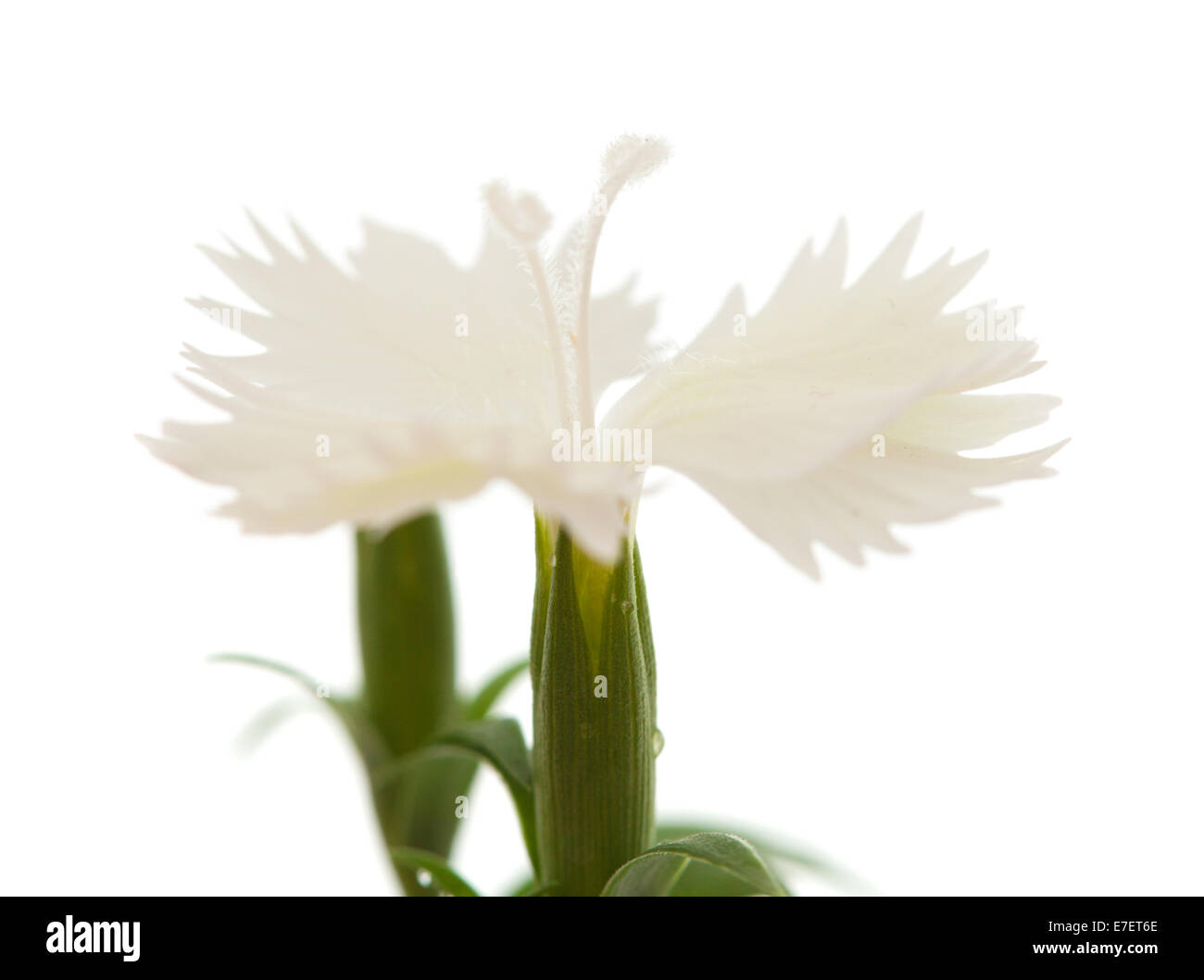 Dianthus chinensis, China pink of Chinese carnation, isolated on white Stock Photo