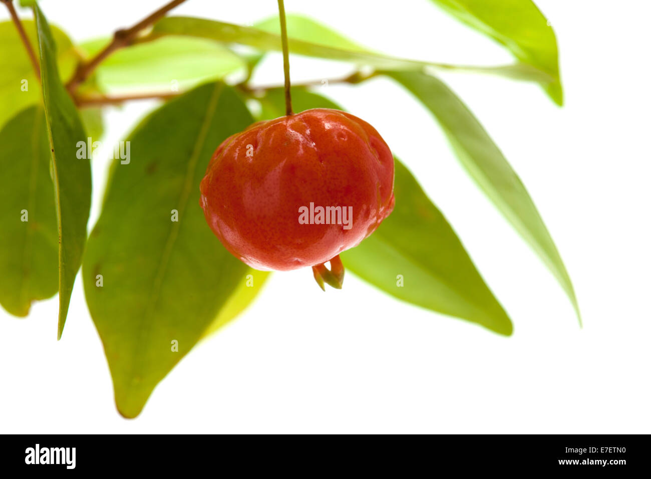 Eugenia uniflora fruit on a branch isolated on white background Stock Photo