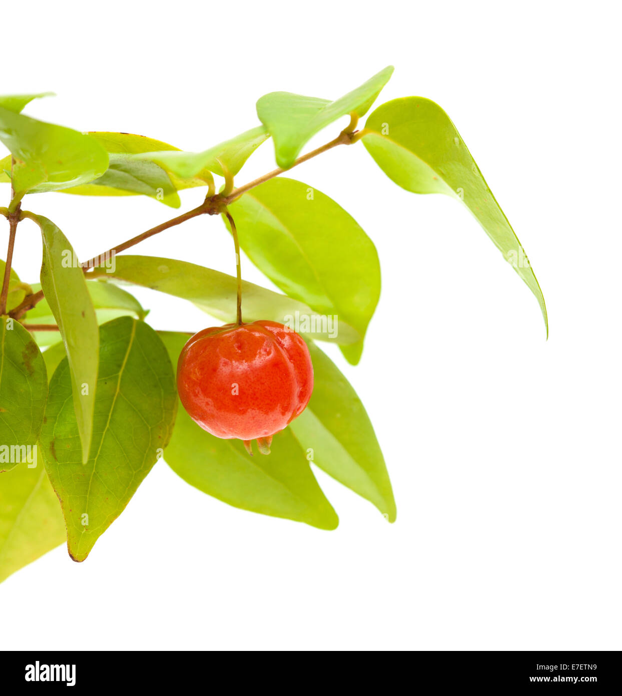 Eugenia uniflora fruit on a branch isolated on white background Stock