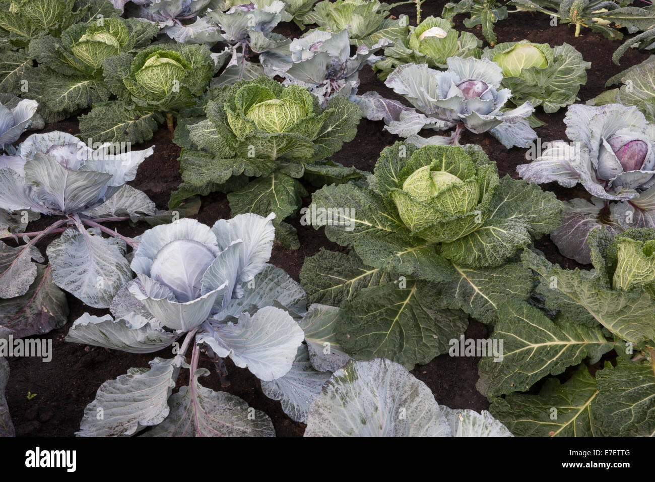 Vegetable garden veg patch with cabbages crop grown in rows on a small