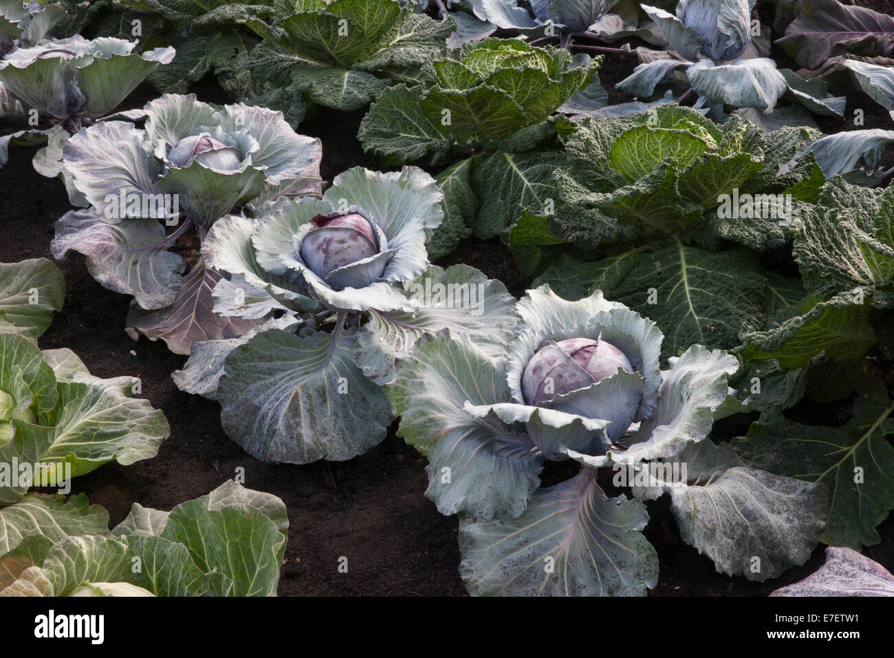 Small Vegetable garden veg patch with different varieties of cabbage grown in rows - Red Jewel - Serpentine and Romanov - summer autumn UK Stock Photo