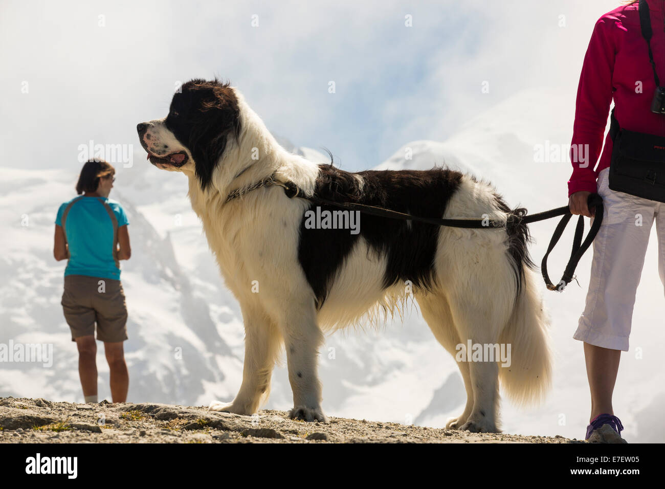 A St Bernard dog on the Brevent on the Aiguille Rouge looking across to ...