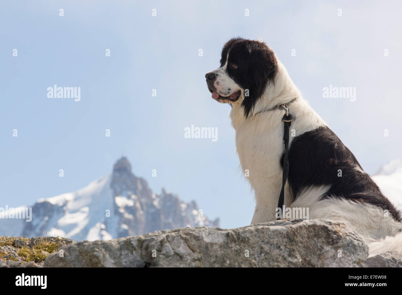 A St Bernard dog on the Brevent on the Aiguille Rouge looking across to Mont Blanc. Stock Photo