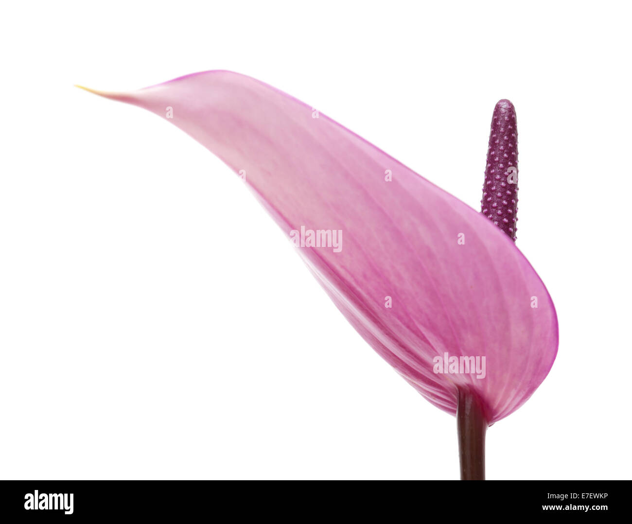 purple Anthurium isolated on white background Stock Photo