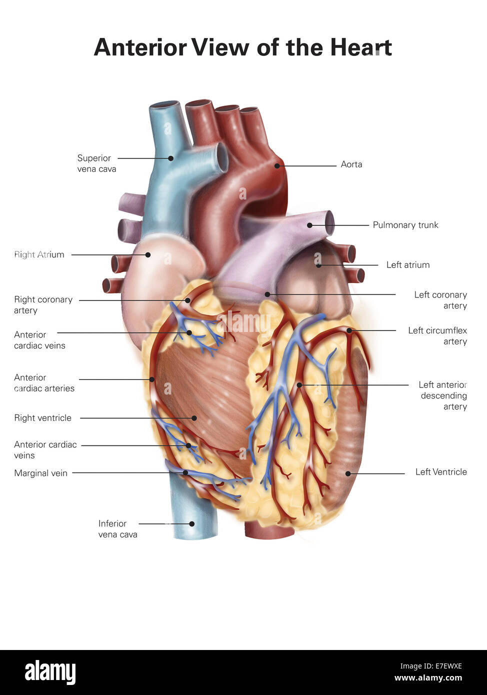 Anterior view of the human heart. Stock Photo