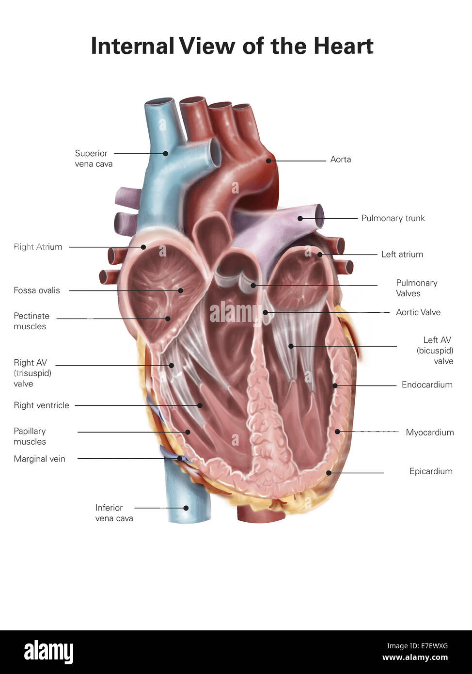 Internal view of the human heart. Stock Photo
