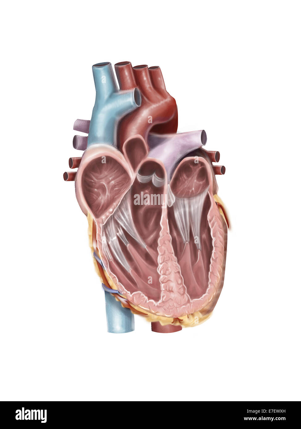 Internal view of the human heart. Stock Photo