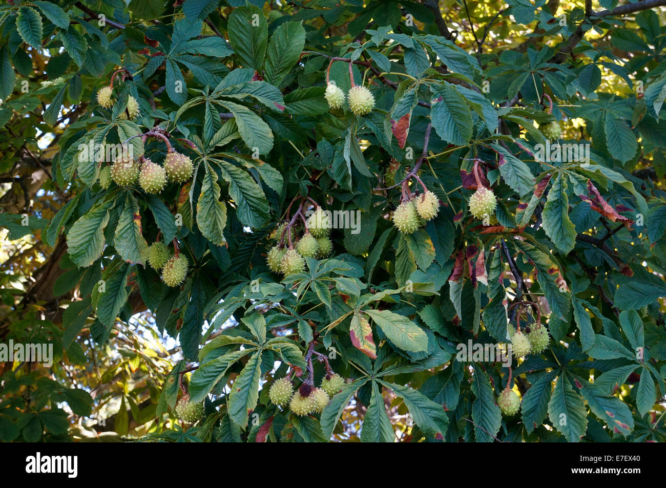 Clusters of unripe horse chestnuts on a Aesculus hippocastanum tree in Vancouver, BC, Canada Stock Photo