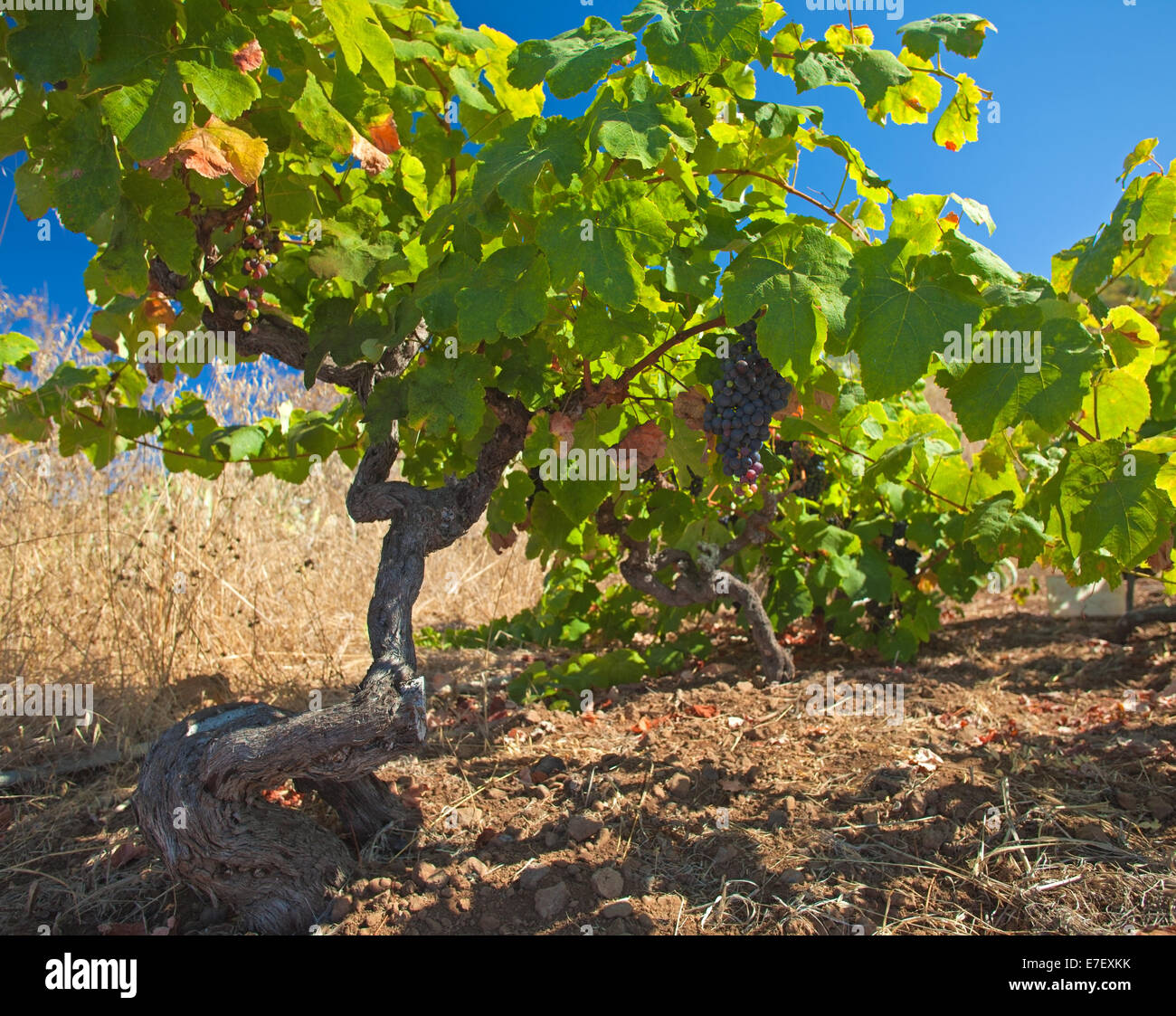 growing grapes under hot sun Stock Photo Alamy