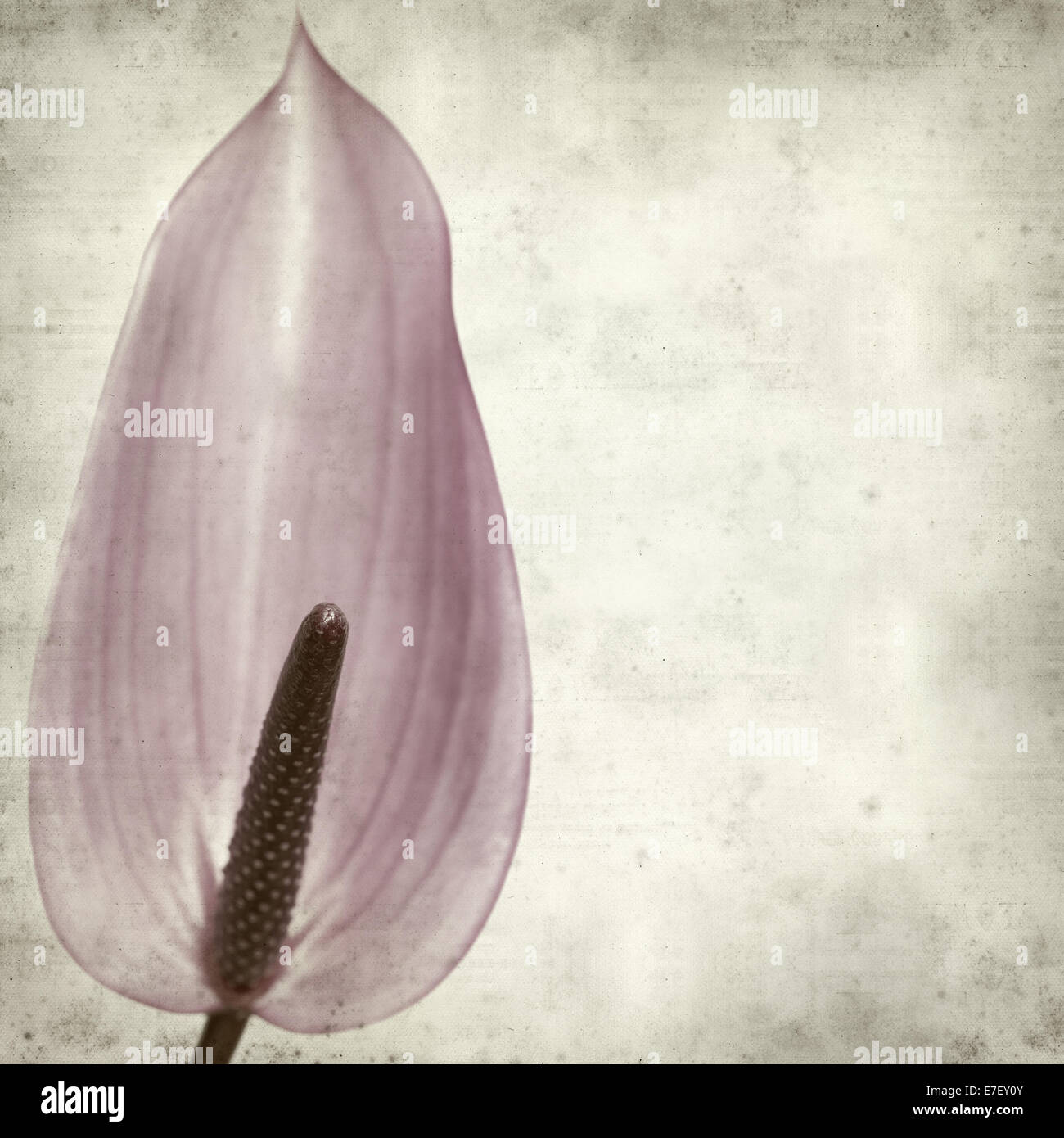 textured old paper background with purple anthurium Stock Photo - Alamy