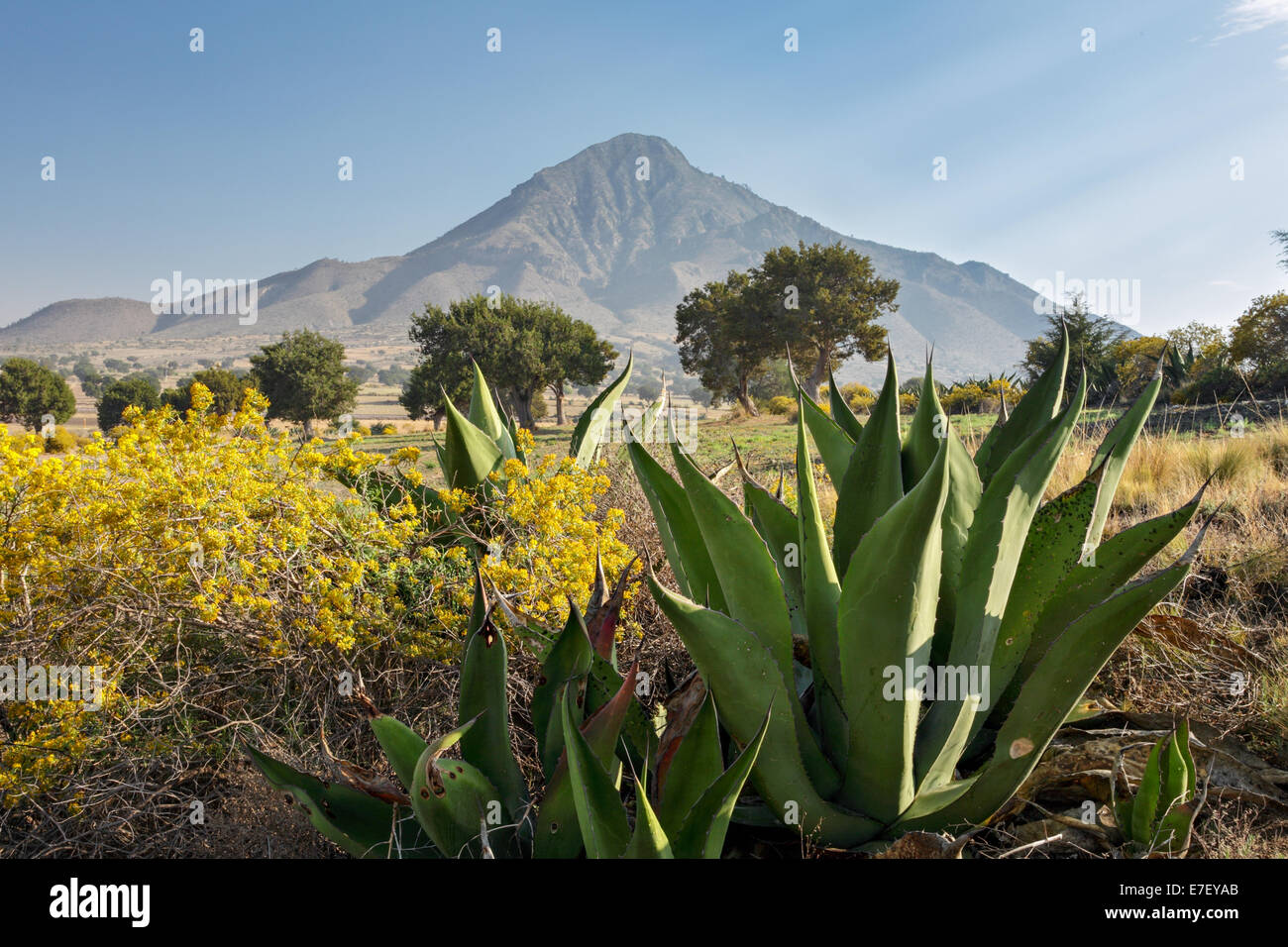 Blue agave cactus and wildflowers near La Cantona ruins in Puebla, Mexico. Stock Photo