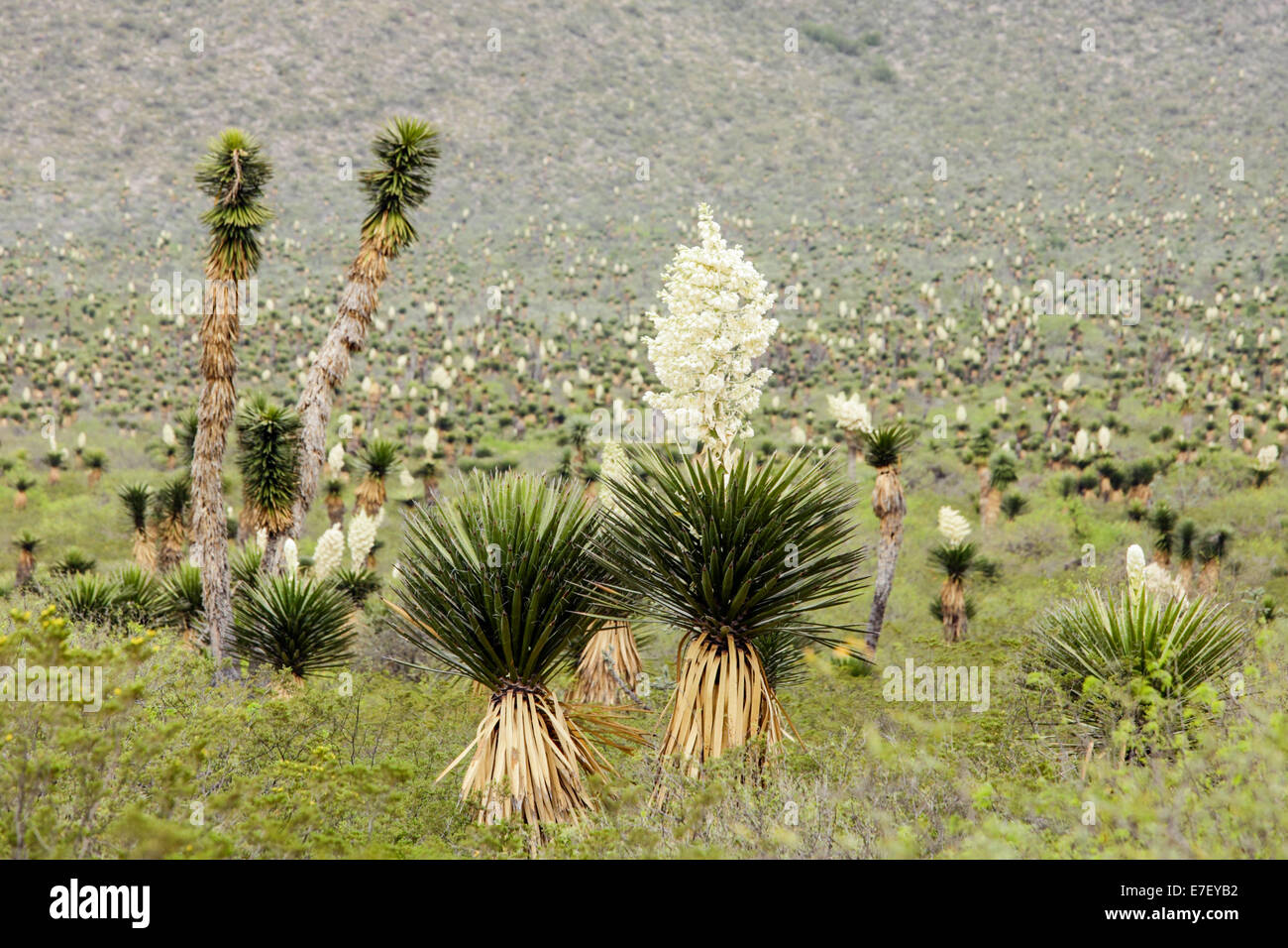 Yucca cacti flower on the plains of San Luis Potosi, Mexico. Stock Photo
