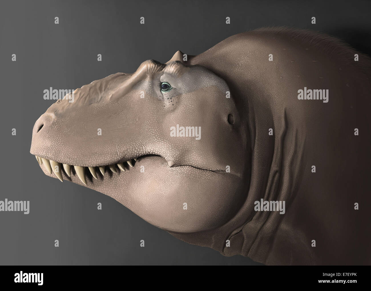 Lythronax hires stock photography and images Alamy