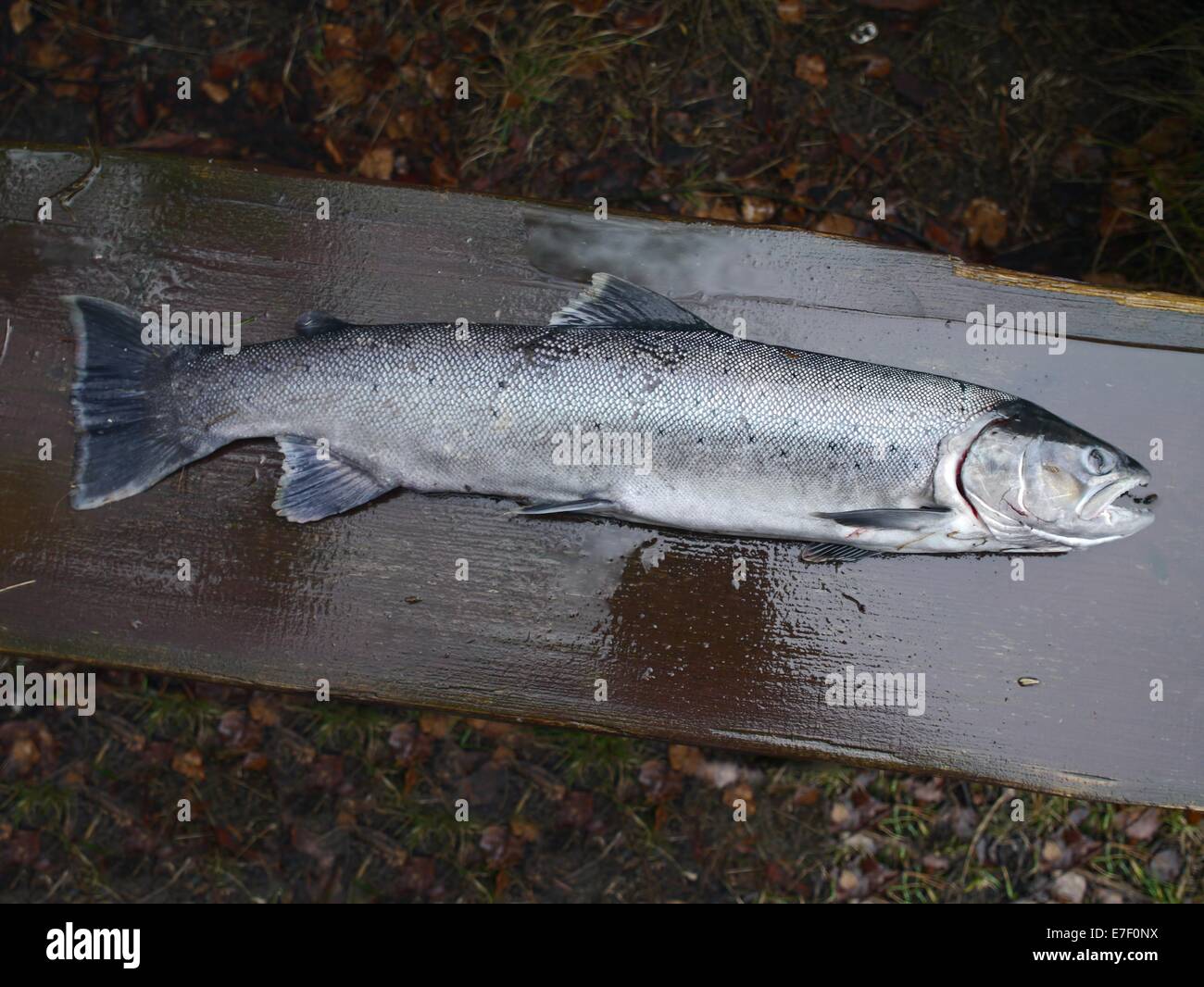 big salmon on wooden board Stock Photo