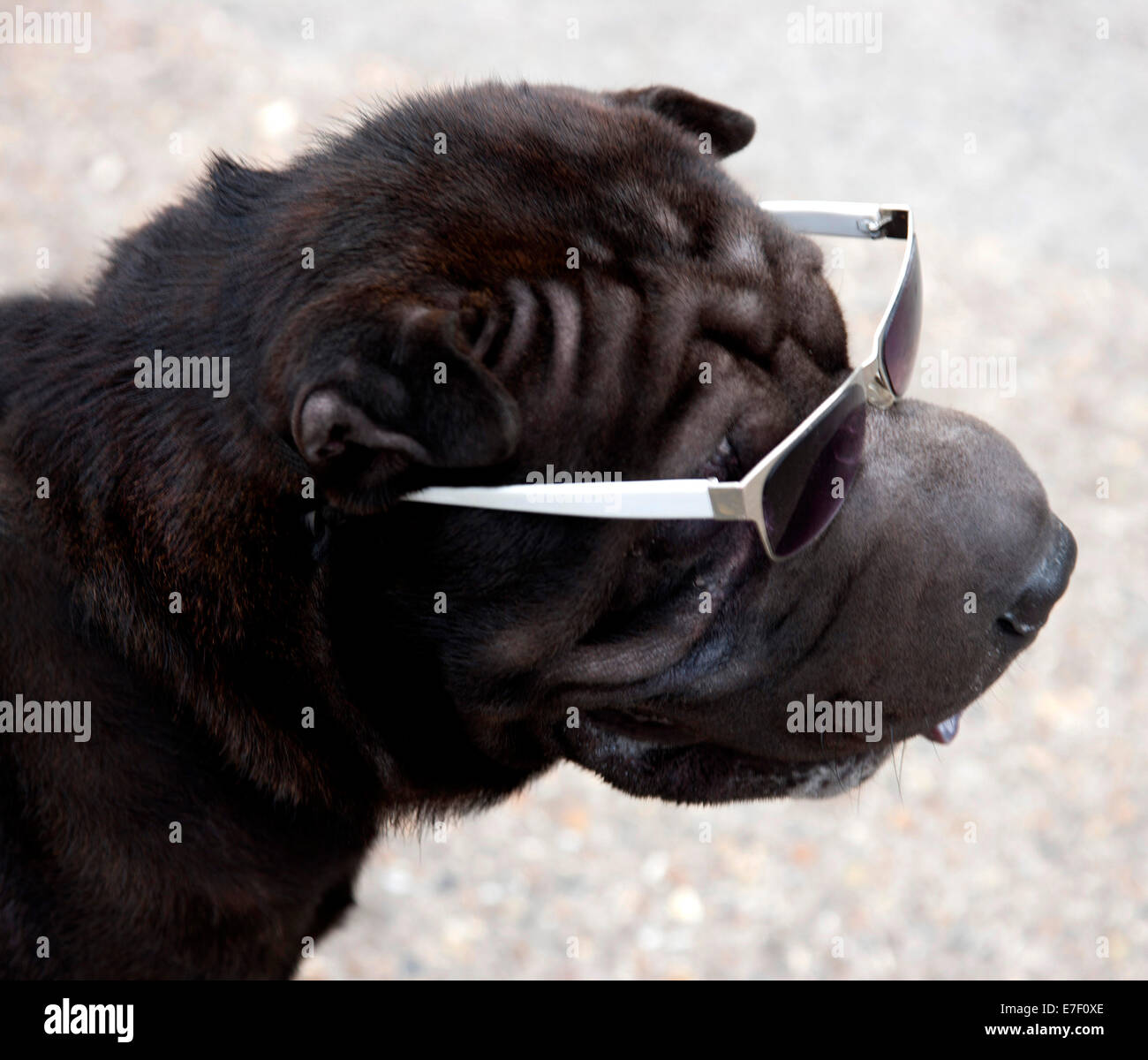 A dog wearing sunglasses Stock Photo Alamy