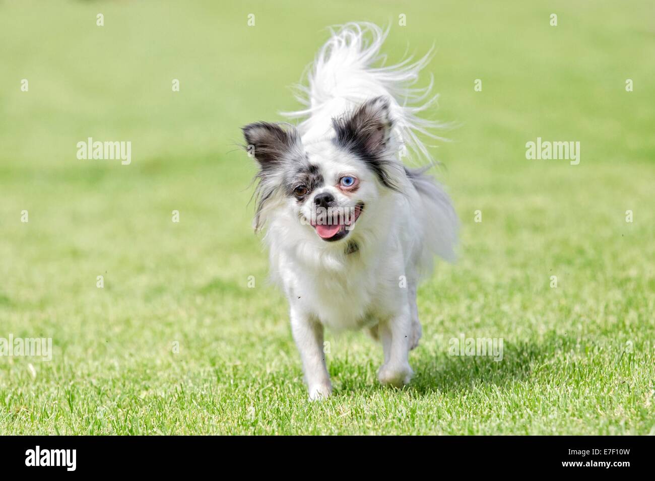 Funny chihuahua with brown and green eye on a meadow Stock Photo