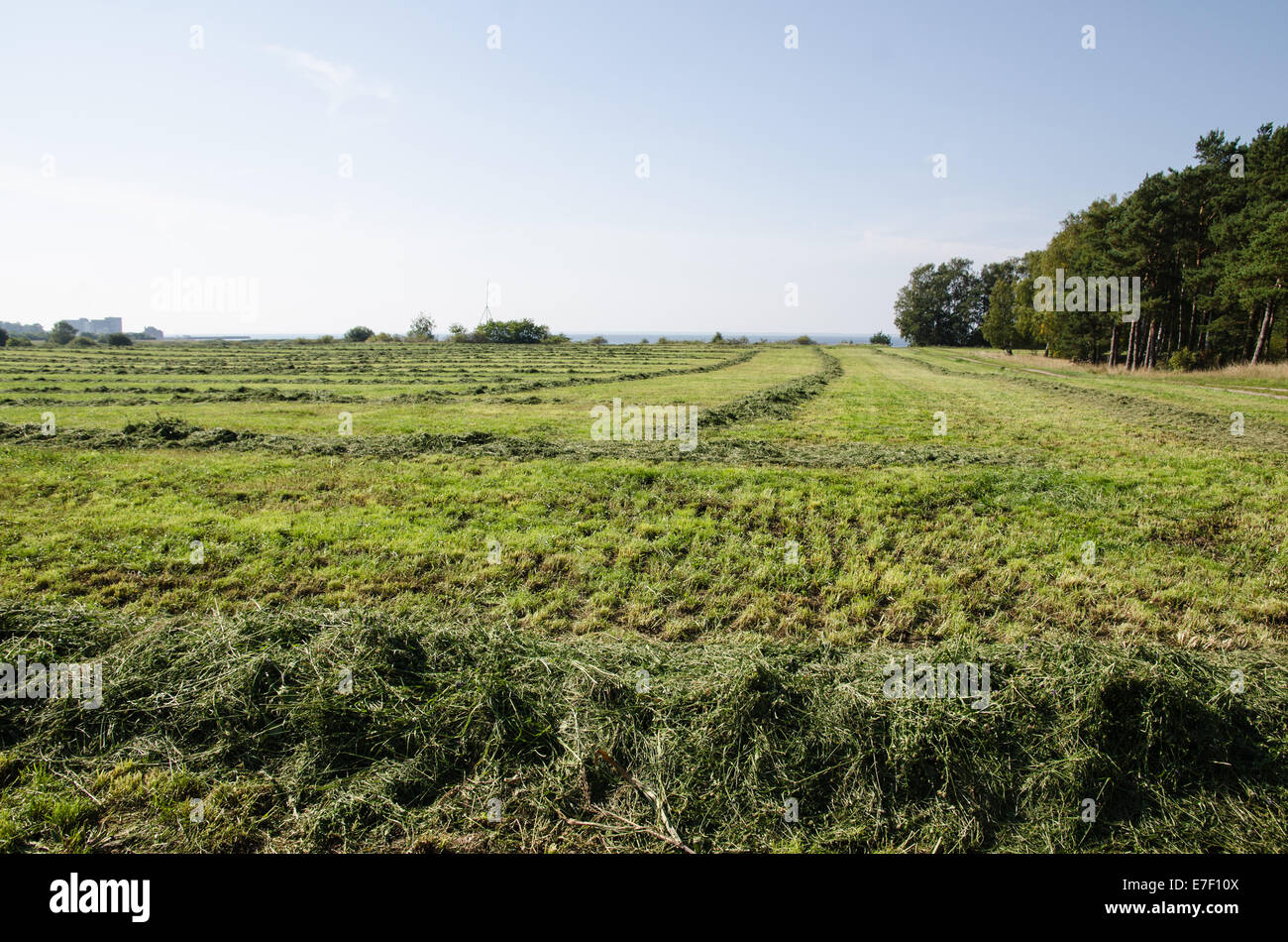 Hay Night Rows Meadow hay rows hi-res stock photography and images - Alamy