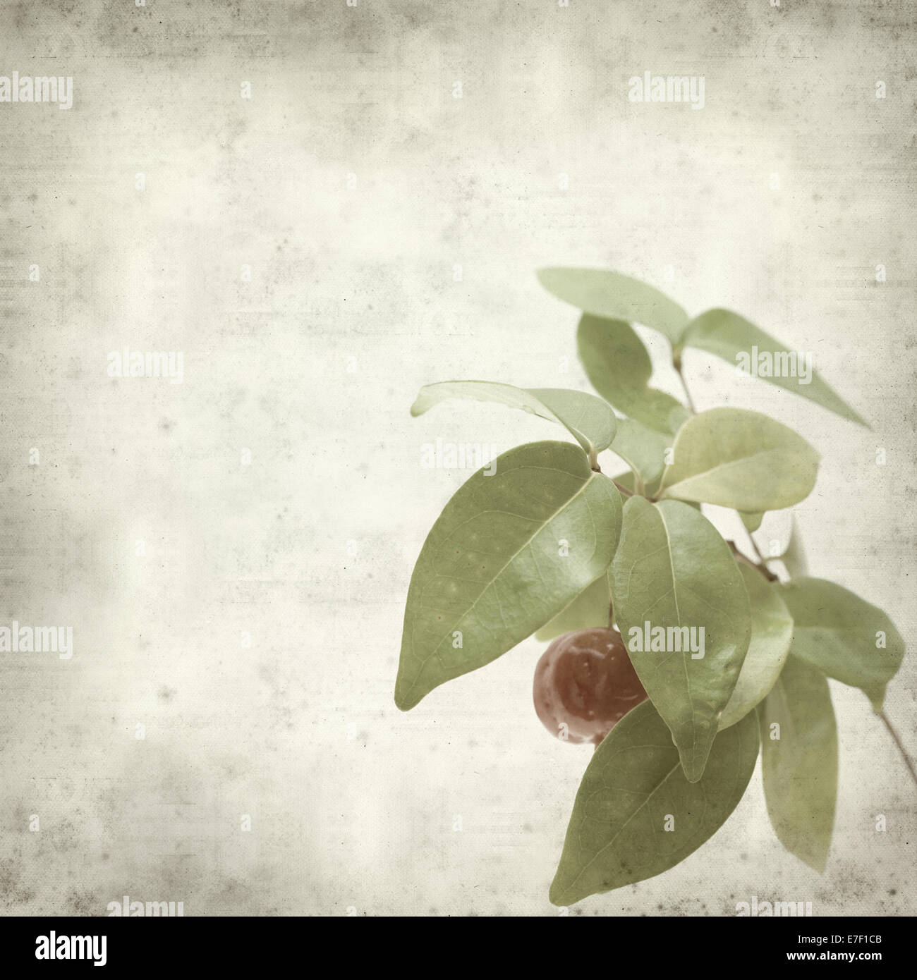 textured old paper background with Eugenia uniflora fruit Stock Photo