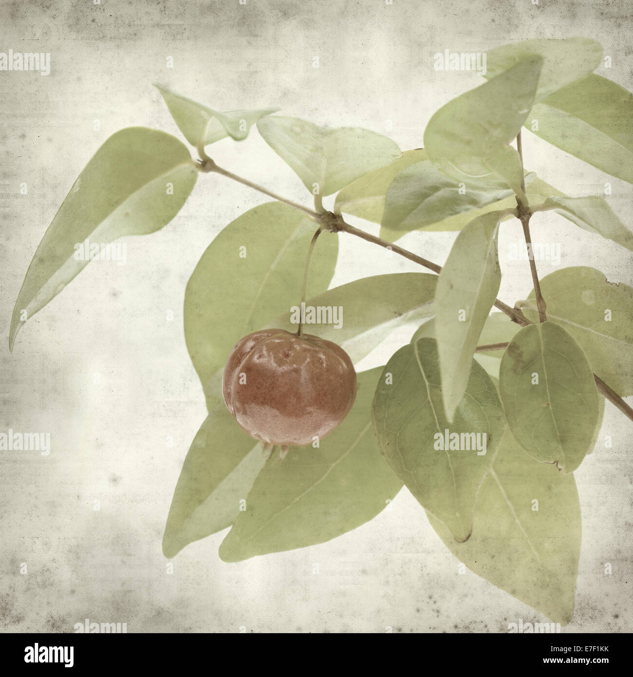 textured old paper background with Eugenia uniflora fruit Stock Photo