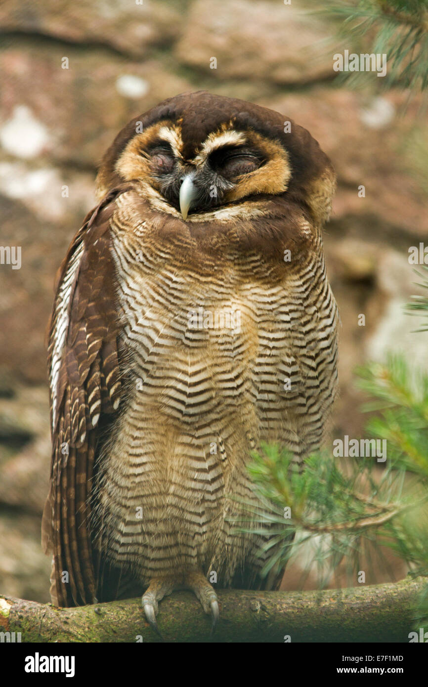 Asian brown wood owl, Strix leptogrammica, at World Owl Centre at Muncaster Castle near Ravenglass Cumbria England Stock Photo
