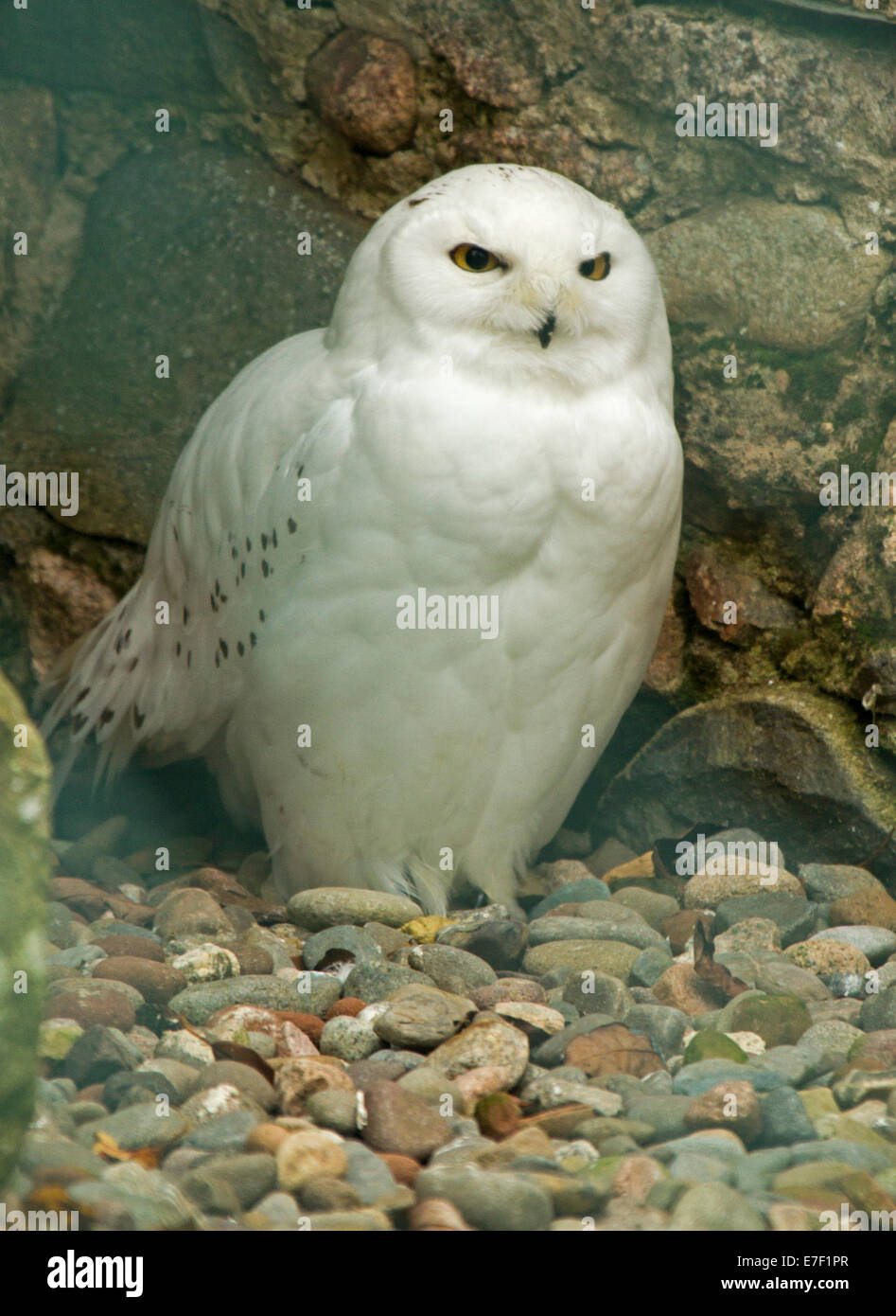 White Snowy Owl, Nyctea scandiaca, at World Owl Centre at Muncaster Castle near Ravenglass Cumbria England Stock Photo