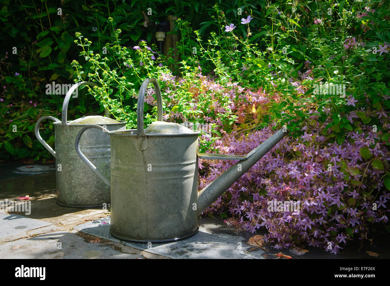 Two vintage metal watering cans in English garden in Devon Stock Photo