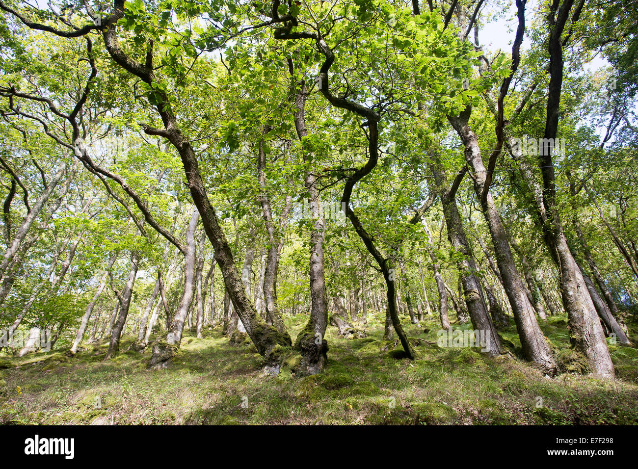 valley old trees forest dappled leaves branches Stock Photo