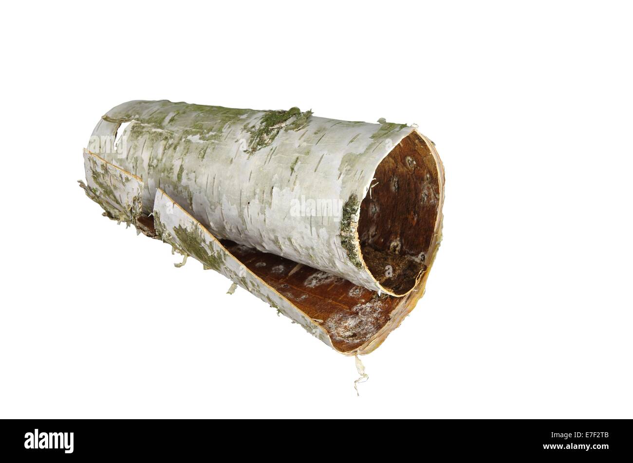 rolled up in roll birch's bark on white background, Stock Photo