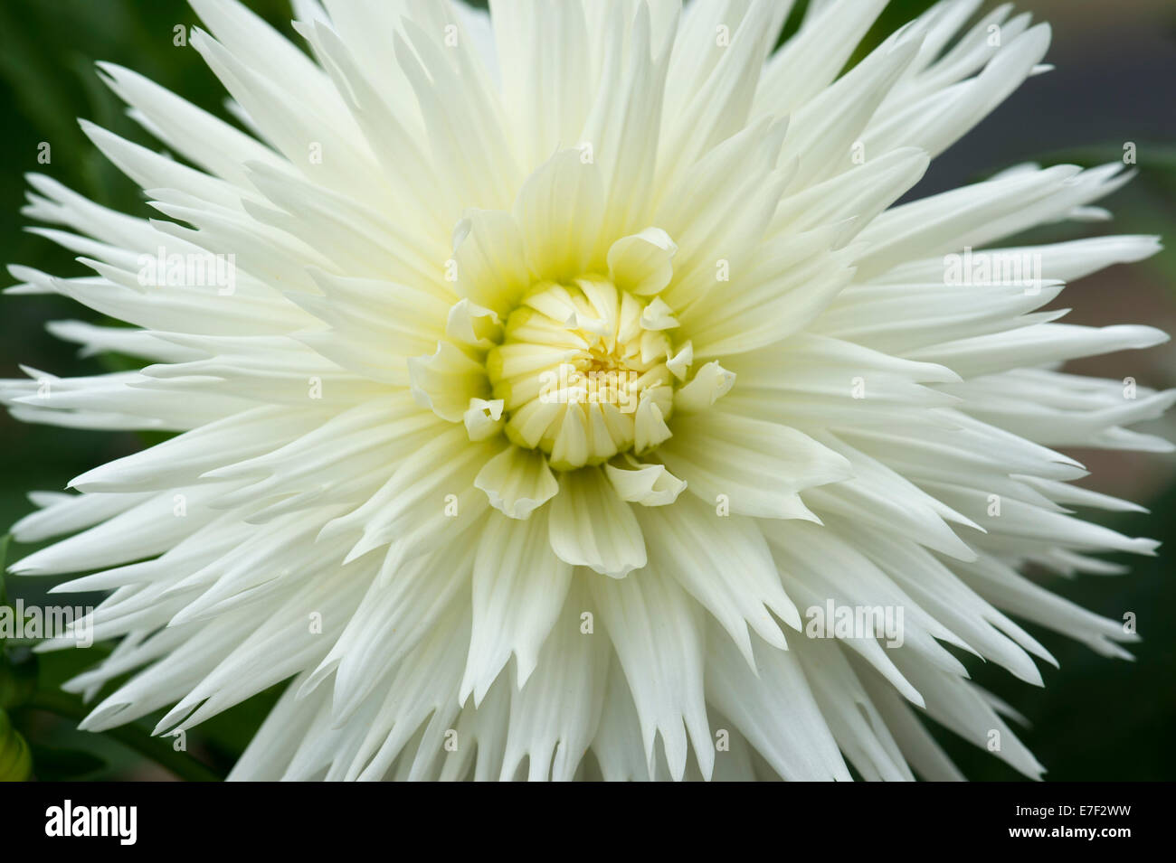 Dahlia 'white lace’ .  Medium-sized Fimbriated Dahlia flower Stock Photo