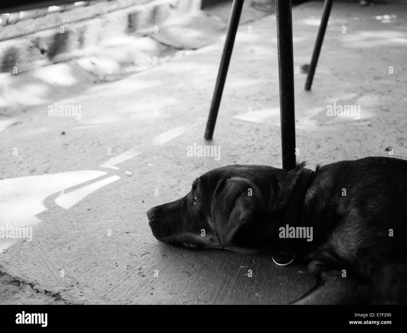 A dog resting in a restaurant beneath a chair. Stock Photo